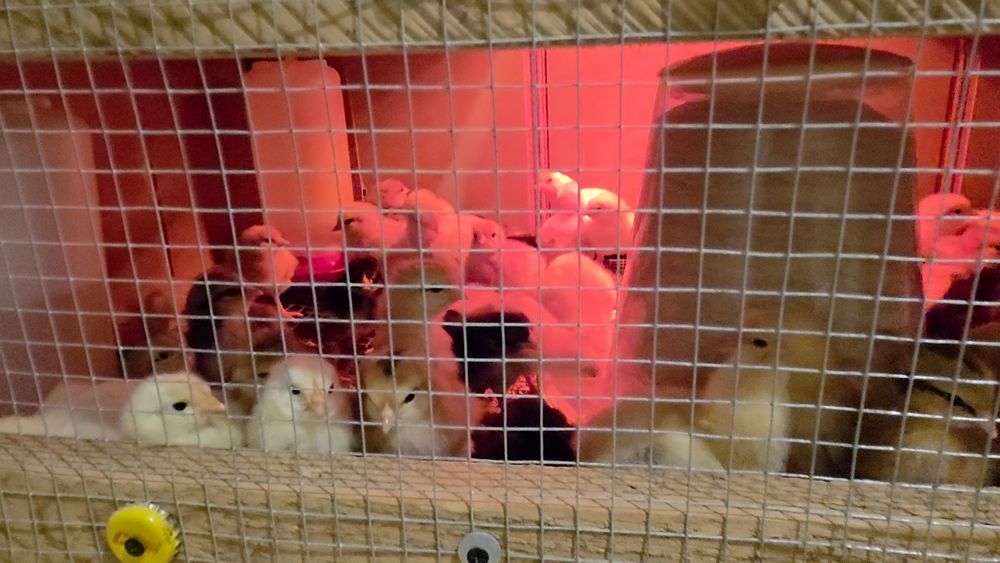 Pui de casa de vanzare