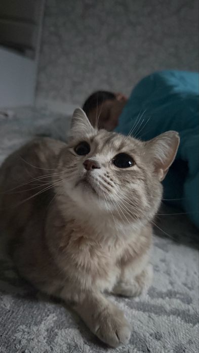 Кошка продам кошку