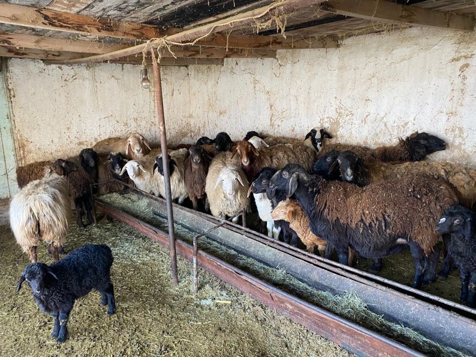 Продам откормленных Овец