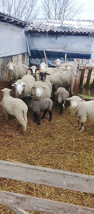 Vand 30 oi cu miei/Oi de vanzare cu miei