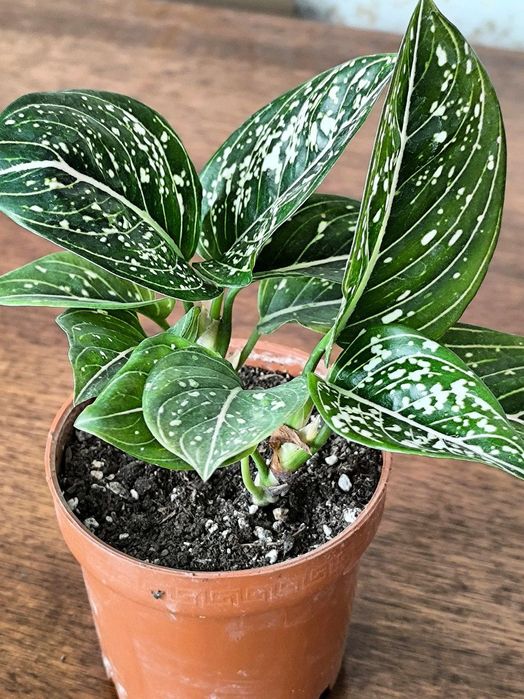 Хар хил турдаги гулларимиз бор