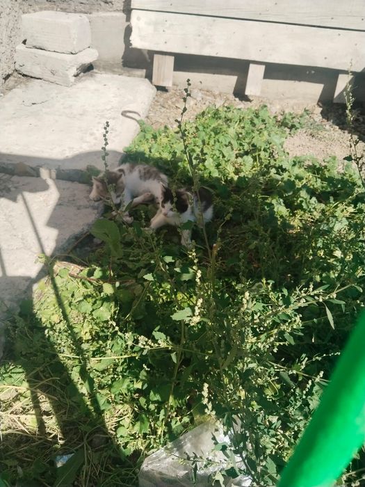 Продаётся Котёнок девочка