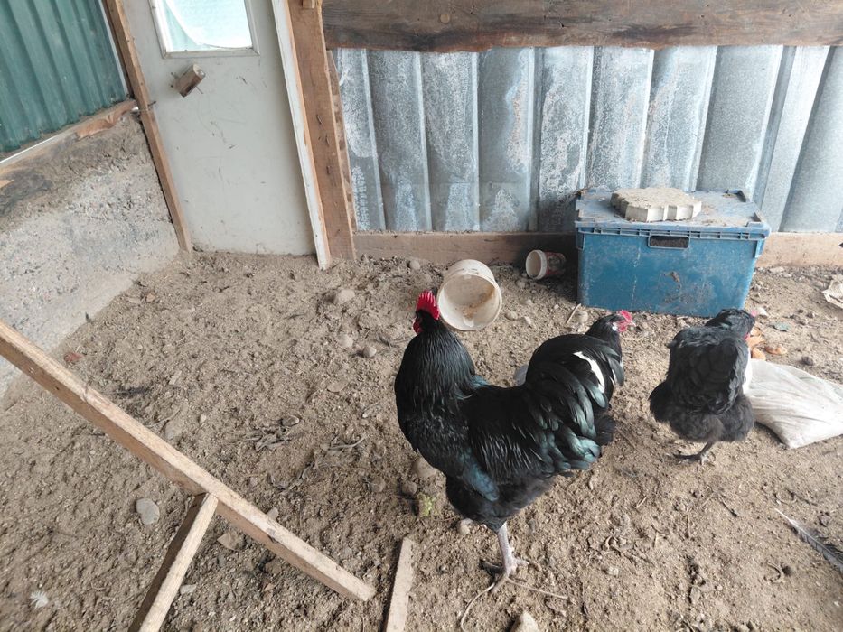 Продам петушков