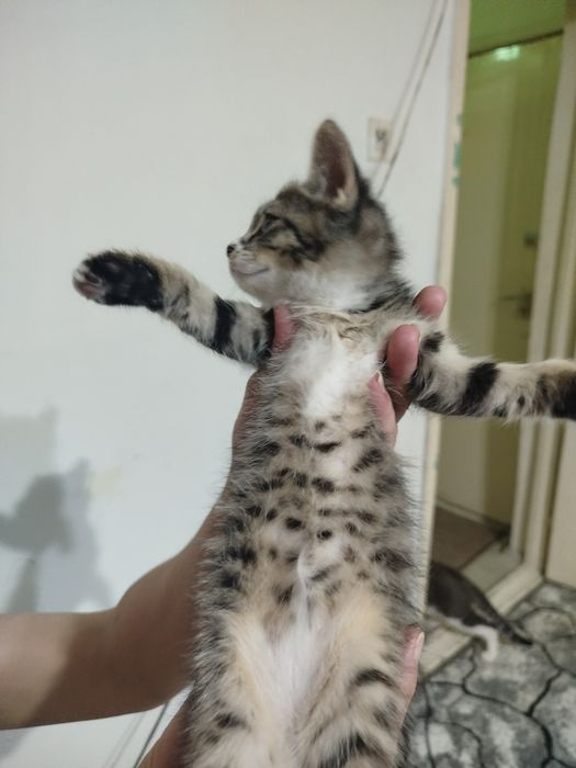 Котик ищет любящих хозяев.