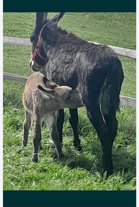 Vând lapte de măgăriță proaspăt