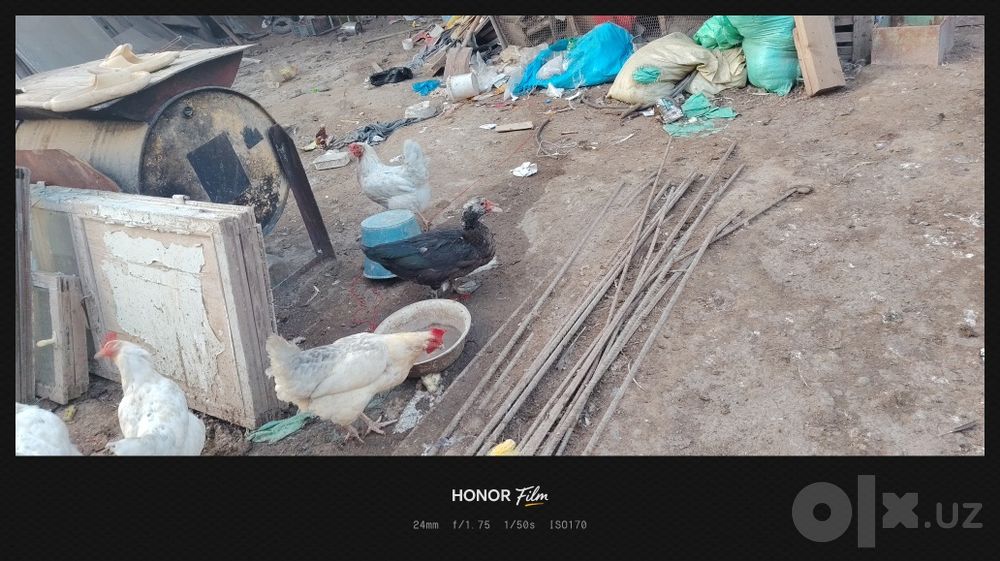 Продаются утки...