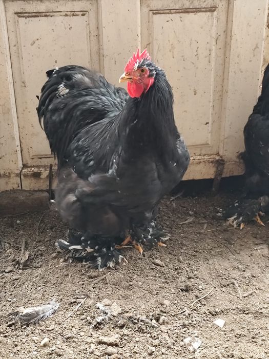 Cochinchina uriasi bobat