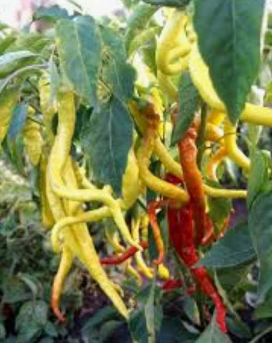 Семена сладкого перца паприки.