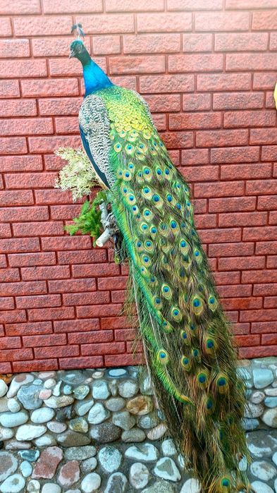 Продам  павлина.