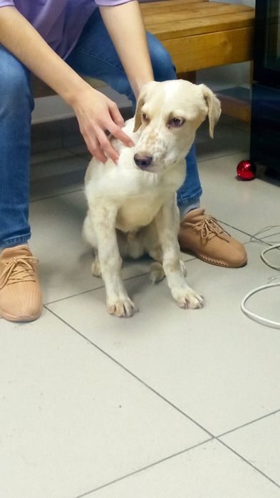 Хороший щенок в добрые руки