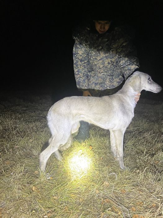 Продам тазы 9 мес