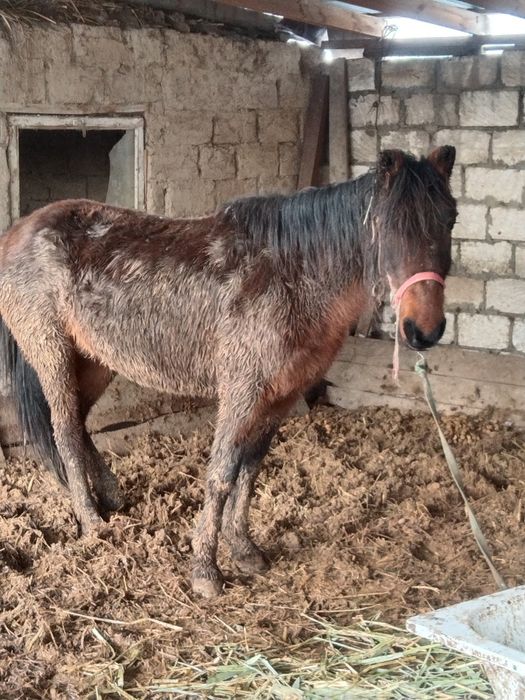 Қысыр бие сатылады