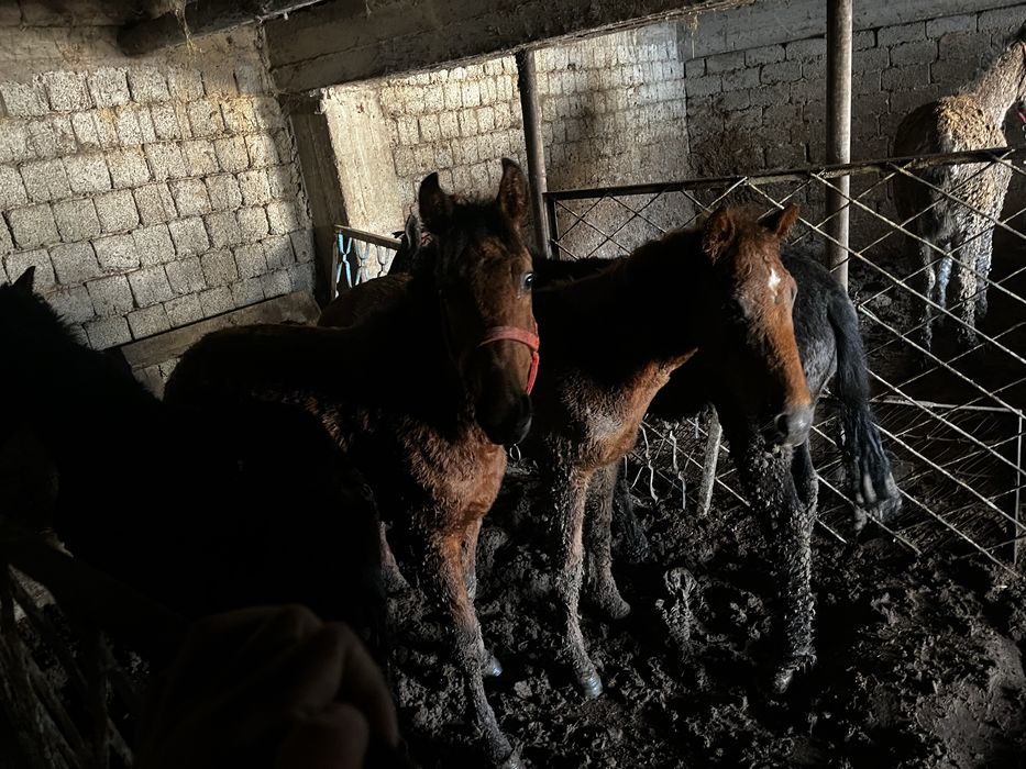 Бордақы тайлар бар