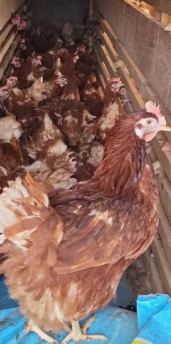 Ferma de găini vă oferim înspre vânzare găini roșii ouătoare rasă issa