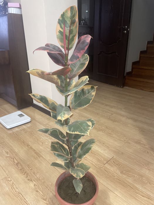 Фикус крупнолистный мраморный