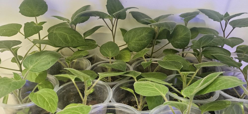 Продаётся рассада и семена физалиса (Капский крыжовник, земляная клюкв