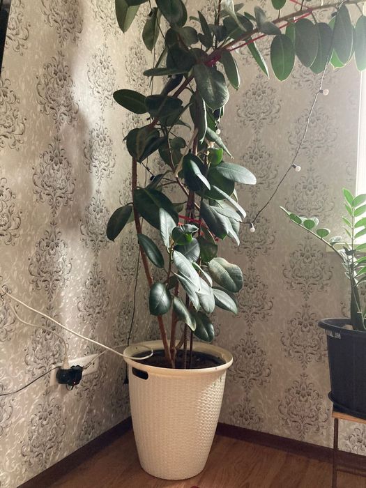 Продам цветы большие