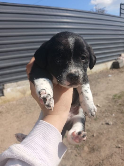 Donez cainii 5 baieti si 1 fata