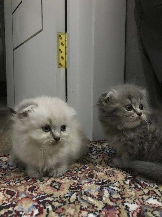 котята хайленд фолд