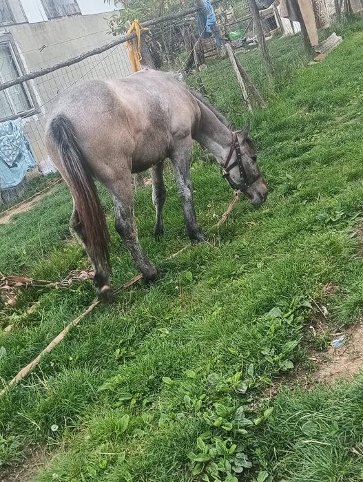 Mânză de 1 an ieste blândă