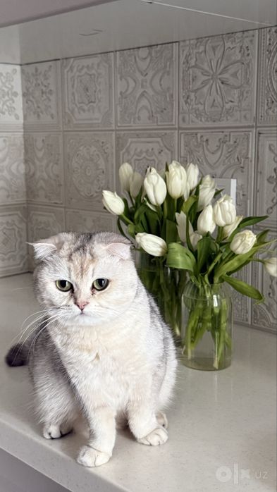 Пристраивается кошка серебристая шиншилла
