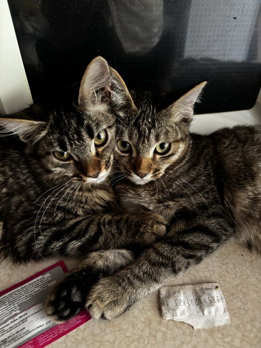 Котята в добрые руки!