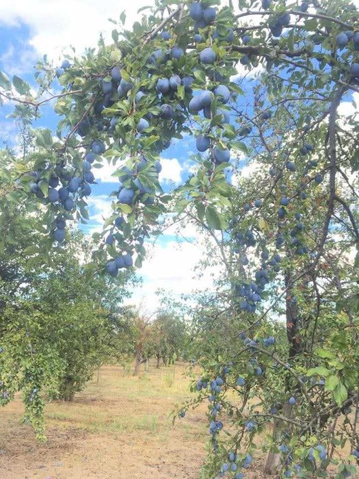 Продавам Сини сливи сорт Стенлей