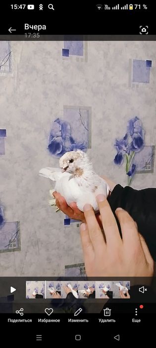 Гульбадамка(с игрой)