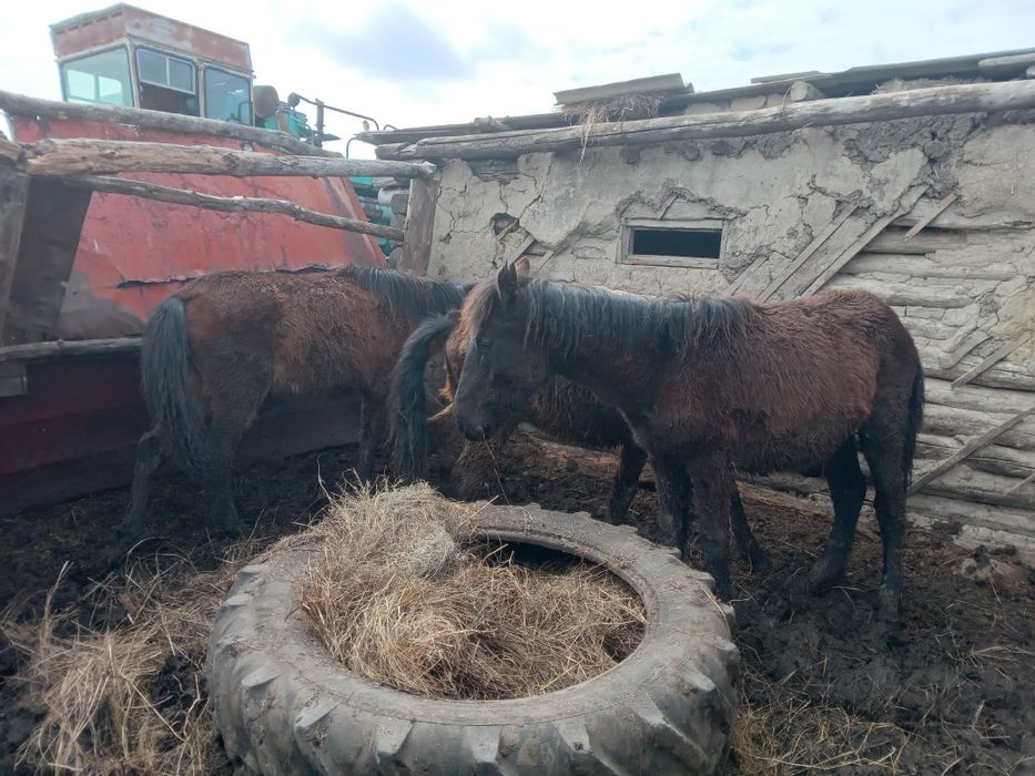 Жабағылар бұзаулар сатыладв