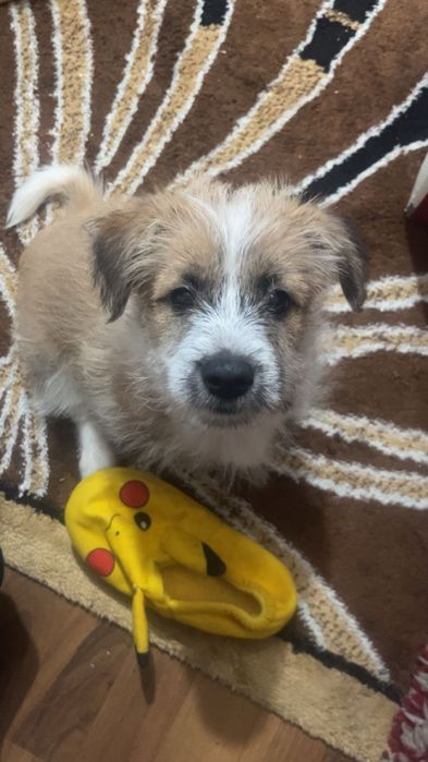 Donez cățel nu îl mai pot ține în casă