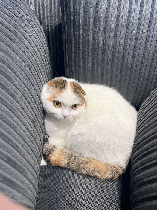 кошка шотландская вислоухая