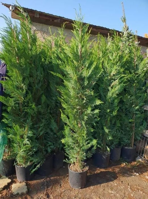 Peisagistica gradinii /intretinere spatii verzi