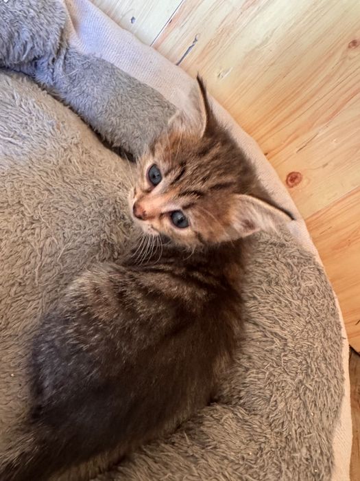 Отдам котят бесплатно