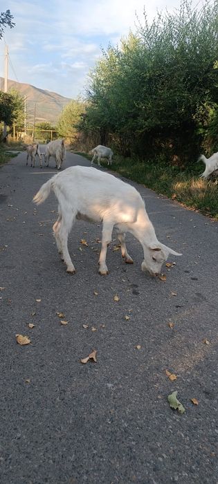 Козлята молочной породы