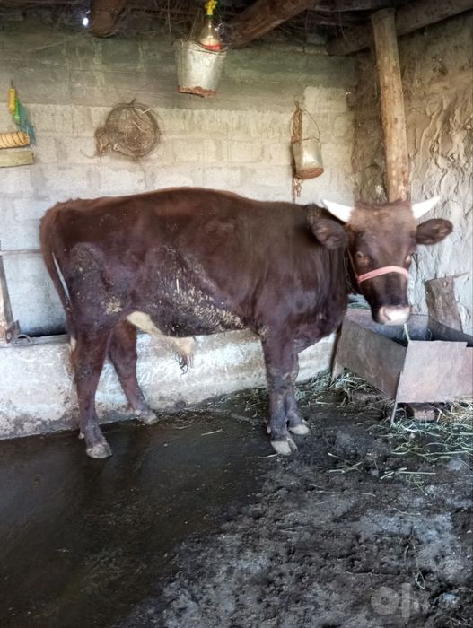 Buqa sotiladi narxi kelishiladi sogʻlom