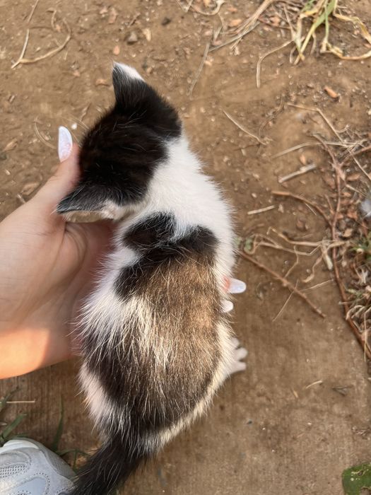 Adoptie pisicute