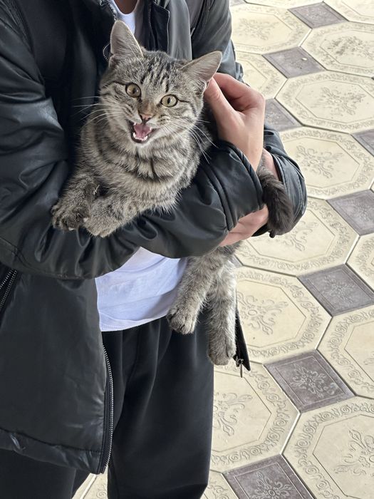 Отдам кошку в хорошие руки