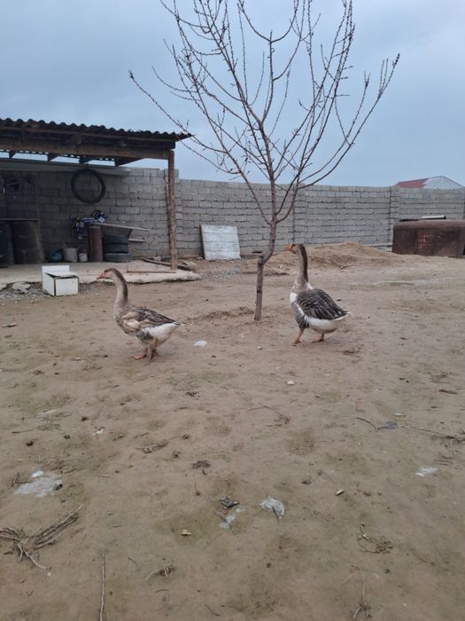 Российски қаз/гус