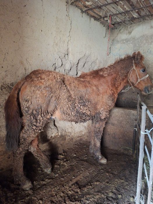 Еркек Тай сатылады бордакы