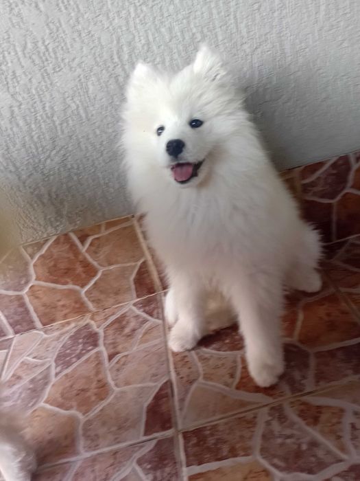 Fetiță samoyed, pedigree A ,FCI