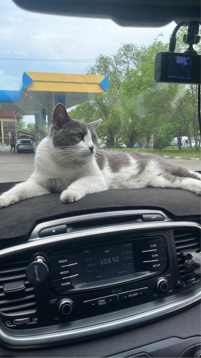 Отдам даром кошку