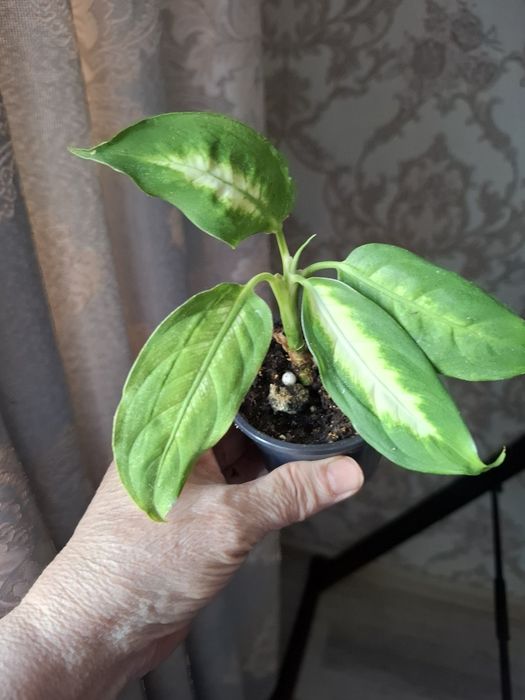 Покормите хомяка, цены в копилочку