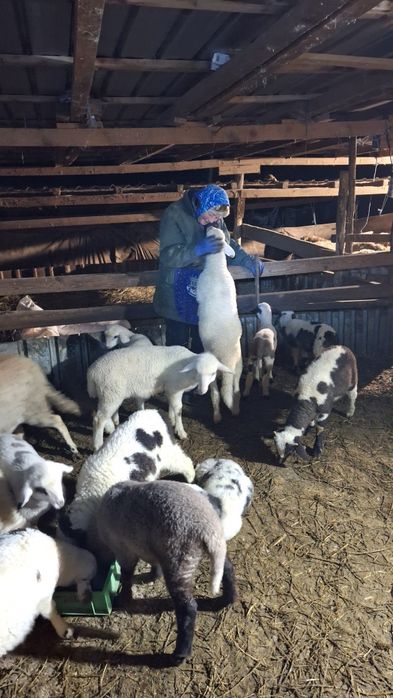 Продавам  агнета шилета овце