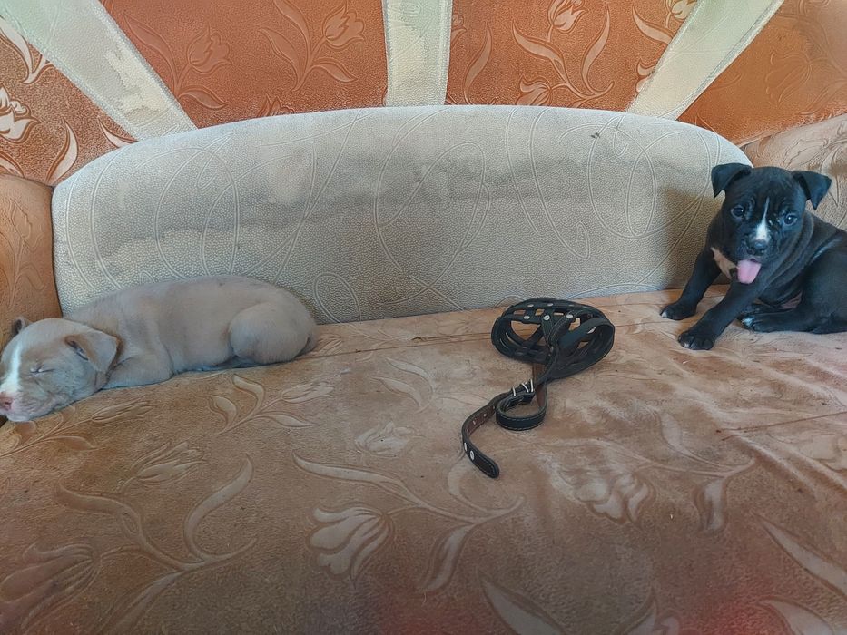 Продам щенков породы Американский питбуль