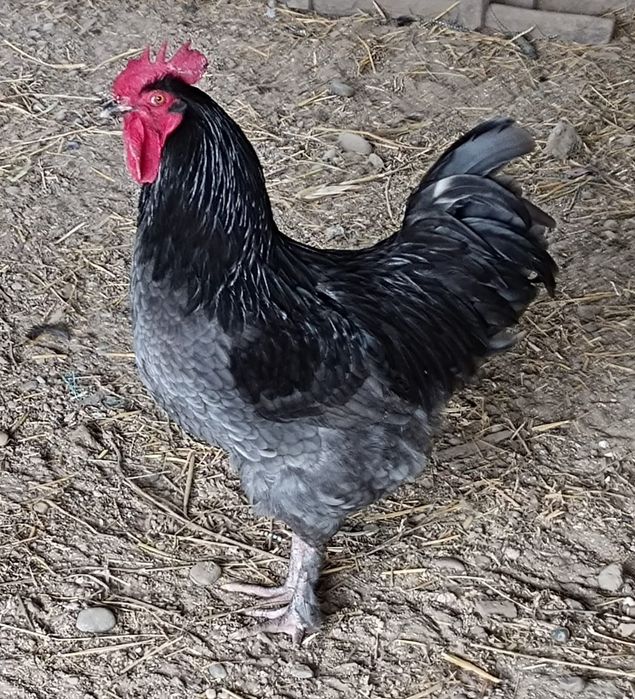 Cocoși tineri de vânzare