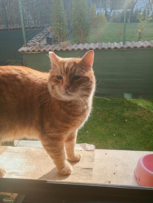 Млад и гальовен Рижко търси дом