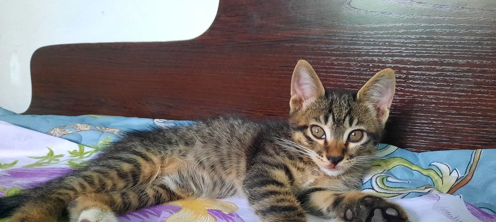Марғаулар, котёнок, котята, мысық