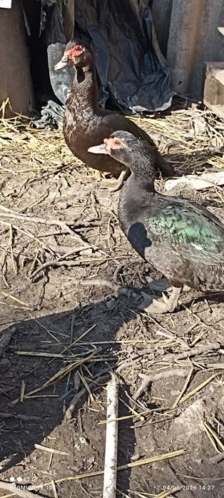 Oua de gaini de rasa, rate ciocolatii, negru sălbatic și ouă de gâscă