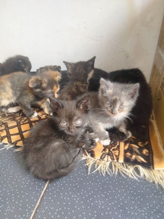 Котята британцы даром