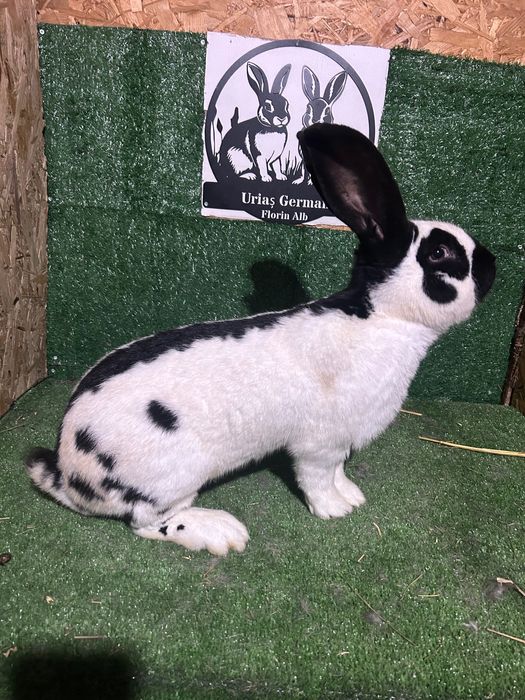 Mascul Fluture German